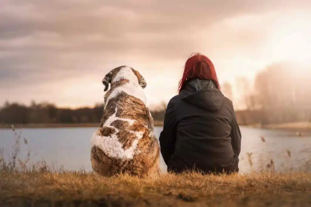 Dog Friendly Places In Dubai: Discover Pet-Friendly Gems friends, dog, pet-3042751.jpg
