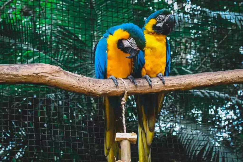 two birds in zoo