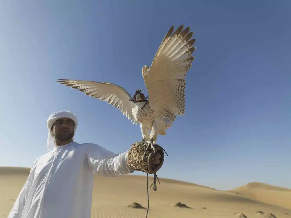 falcon, uae, desert, hunter, nature, claws, falconry, feathers, flying, deadly, united, beak, prey, bird, hawk, arabian, wild, wildlife, falcon, falcon, falcon, uae, uae, uae, uae, uae, falconry, hawk, hawk, arabian
