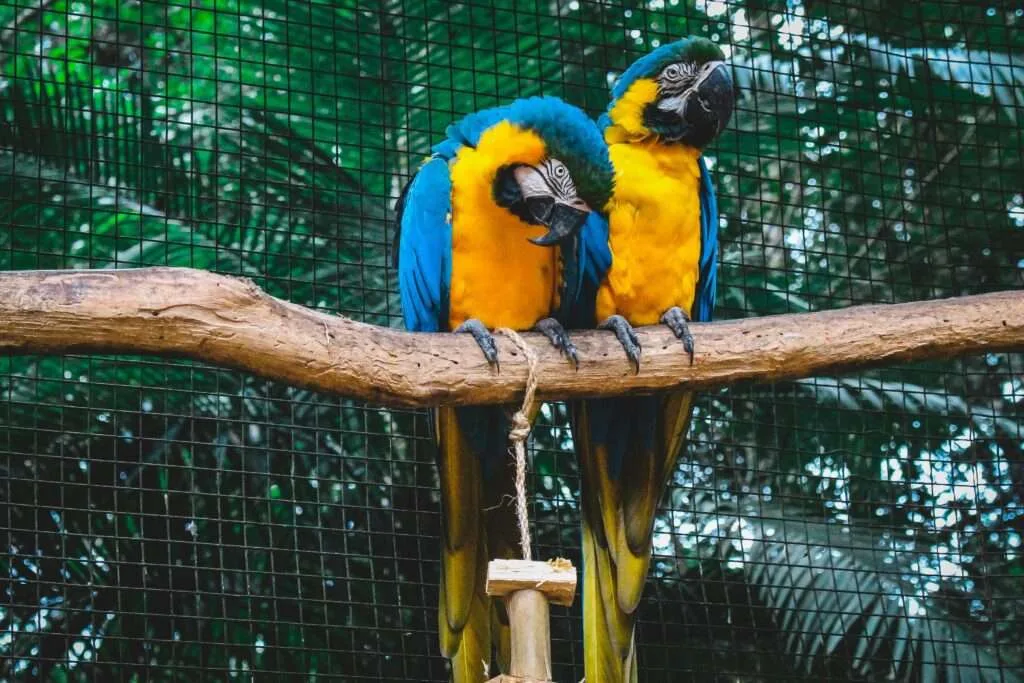 two birds in zoo