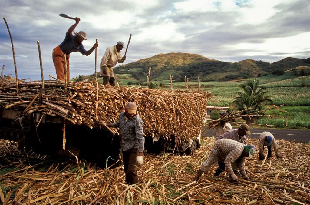 Men working in a sugarcane field