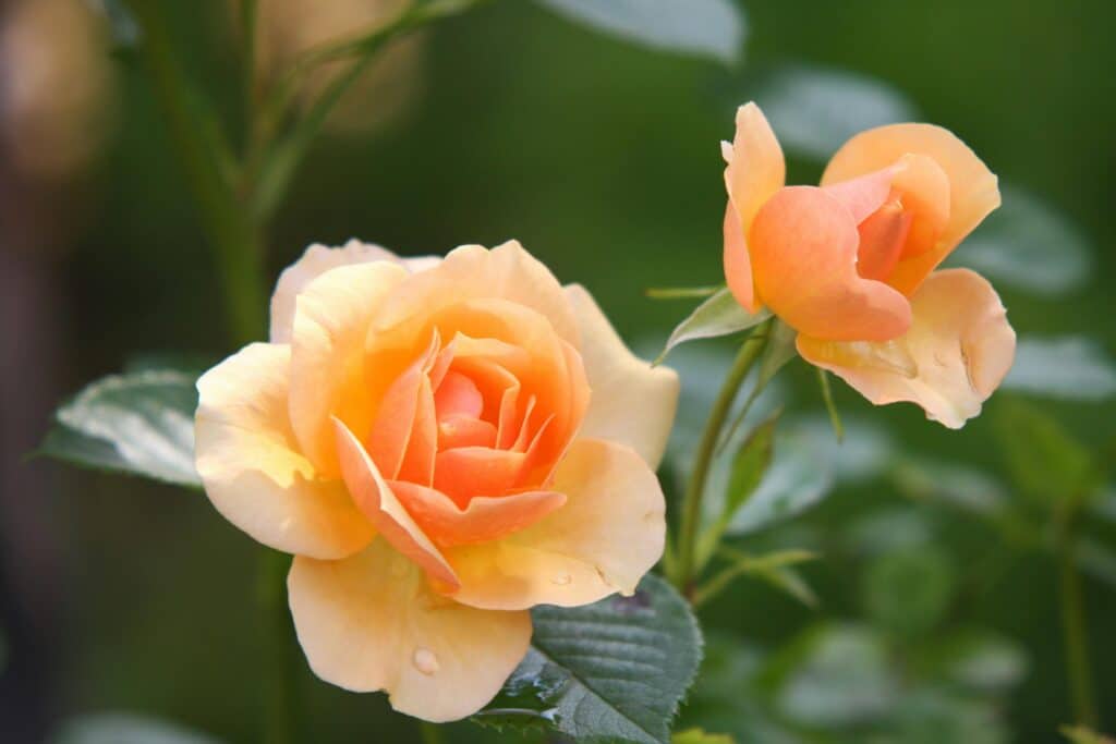 Buy Flowers Online in Dubai with DJFlowers 2 Beautiful orange roses in full bloom with delicate petals in a lush green garden.